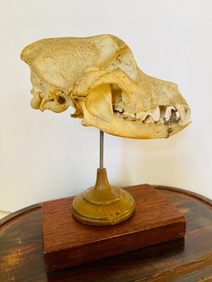 Dog Skull -photo-1